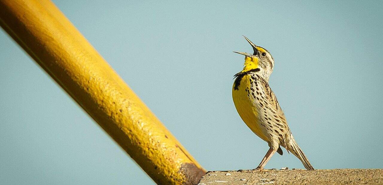 1955 Word From The Meadowlark A Wonder World Of Bird Calls Past Daily Weekend Gallimaufry