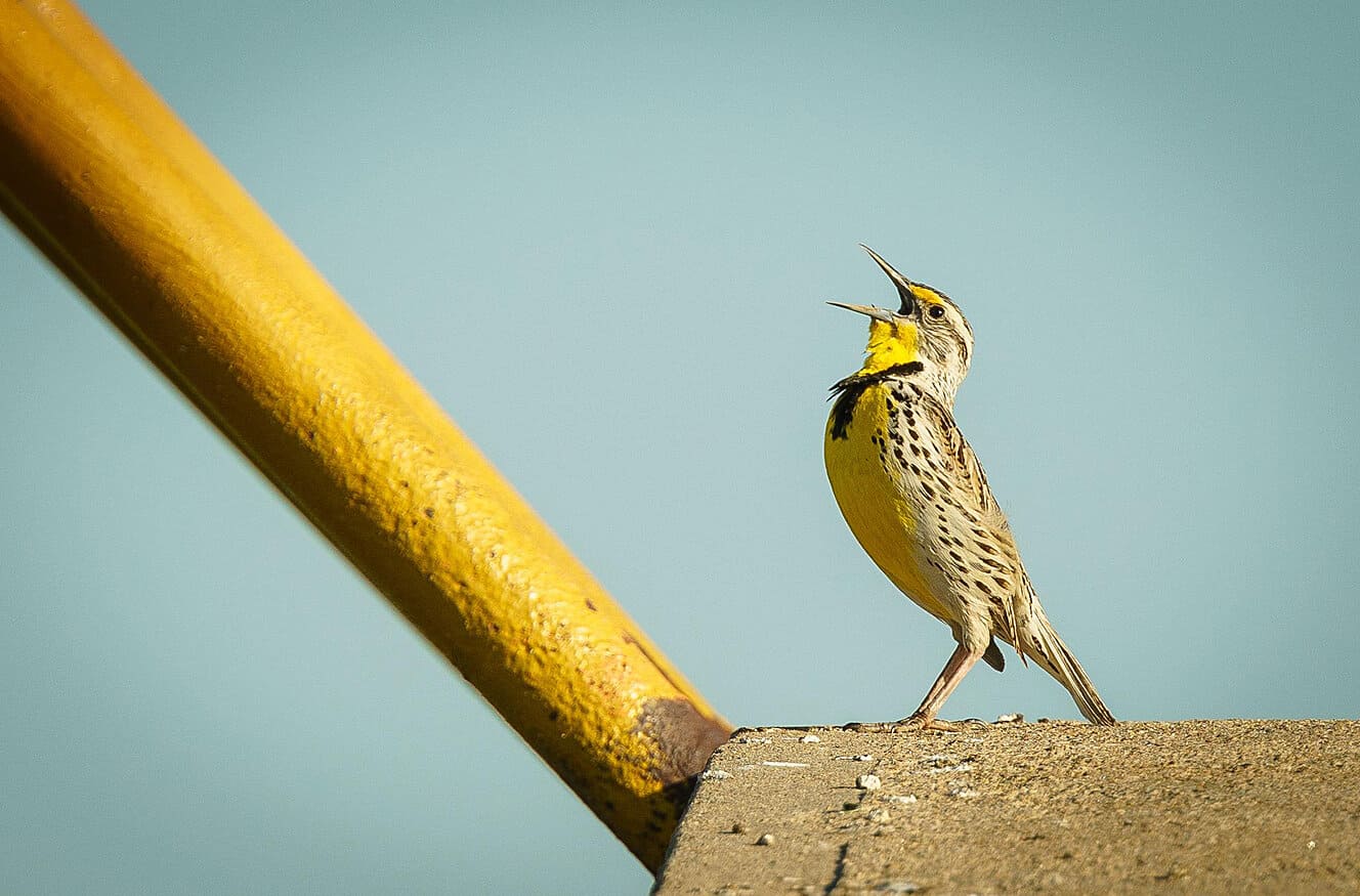 A Meadowlark - Bird Calls of 1955