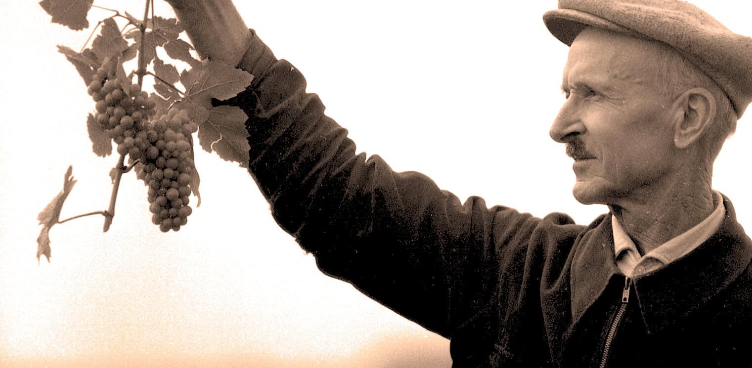 Grape vineyard worker harvesting grapes in a sepia-toned photo, emphasizing historical agriculture and vintage farming practices for archival and historical music and news collections.