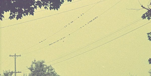 Vintage telephone wire with birds perched on cables, representing historical communication methods and sound archive themes.